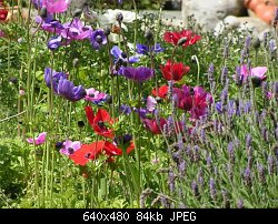Нажмите на изображение для увеличения
Название: israel flowers 2.jpg
Просмотров: 220
Размер:	83.9 Кб
ID:	5352