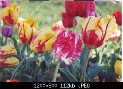 Нажмите на изображение для увеличения
Название: tulip.jpg
Просмотров: 209
Размер:	112.3 Кб
ID:	5363