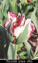 Нажмите на изображение для увеличения
Название: tulip2.jpg
Просмотров: 216
Размер:	100.5 Кб
ID:	5364