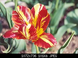 Нажмите на изображение для увеличения
Название: tulip5.jpg
Просмотров: 208
Размер:	101.3 Кб
ID:	5367