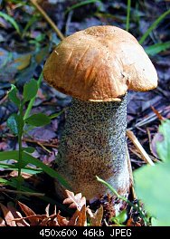 Нажмите на изображение для увеличения
Название: mushroom-1.jpg
Просмотров: 239
Размер:	45.9 Кб
ID:	1196