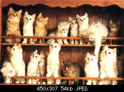 Нажмите на изображение для увеличения
Название: много кошек!.jpg
Просмотров: 412
Размер:	54.1 Кб
ID:	321