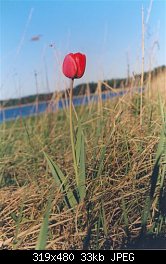 Нажмите на изображение для увеличения
Название: tulips.jpg
Просмотров: 357
Размер:	33.0 Кб
ID:	1908