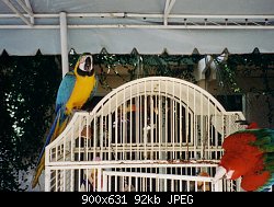 Нажмите на изображение для увеличения
Название: parrots.jpg
Просмотров: 411
Размер:	91.9 Кб
ID:	1623