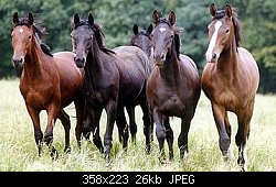 Нажмите на изображение для увеличения
Название: pferde.jpg
Просмотров: 564
Размер:	26.0 Кб
ID:	9783